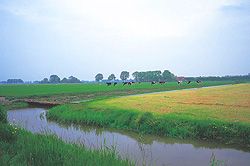 Rural 1